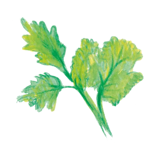 Feuilles de coriandre illustrées au crayon de couleur.